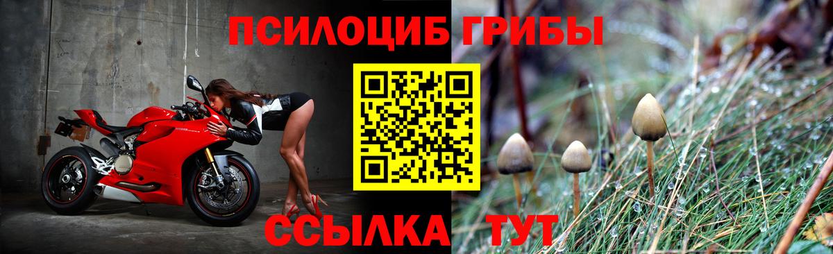 Псилоцибиновые грибы Psilocybe Чапаевск